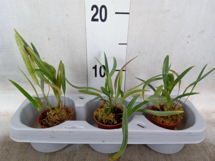 <h4>Planten   ... L%</h4>