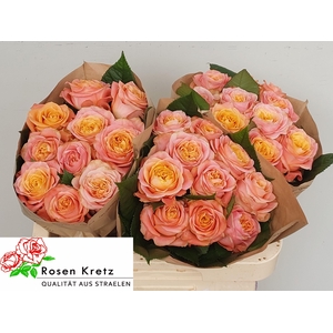 R GR PEACH FUNKY+