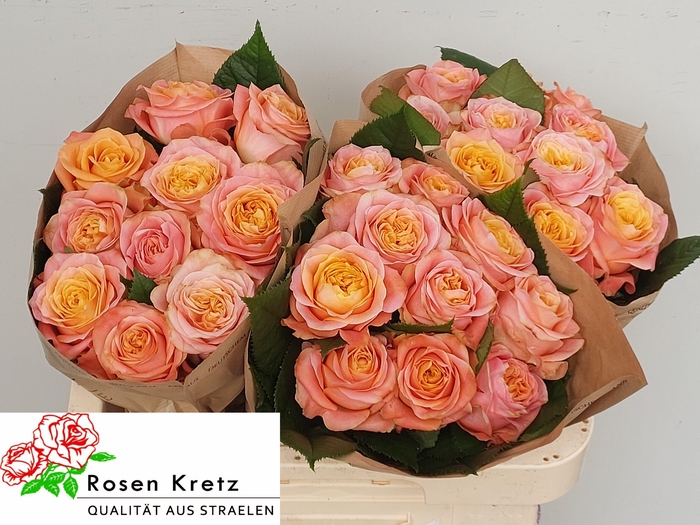 <h4>R GR PEACH FUNKY+</h4>