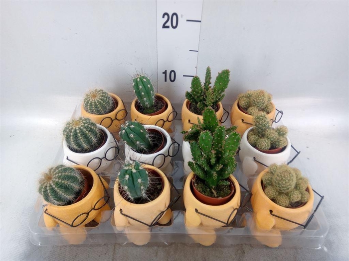 <h4>Cactus   ...mix</h4>