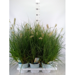 Pennisetum alopec. 'Little Hameln'