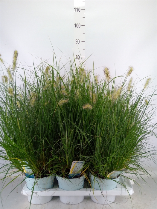 <h4>Pennisetum alopec. 'Little Hameln'</h4>