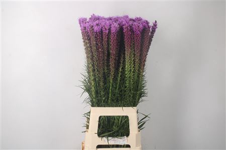 <h4>Liatris Spicata</h4>