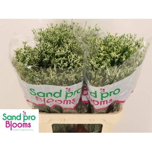 LIM SIN COOL DIAMOND