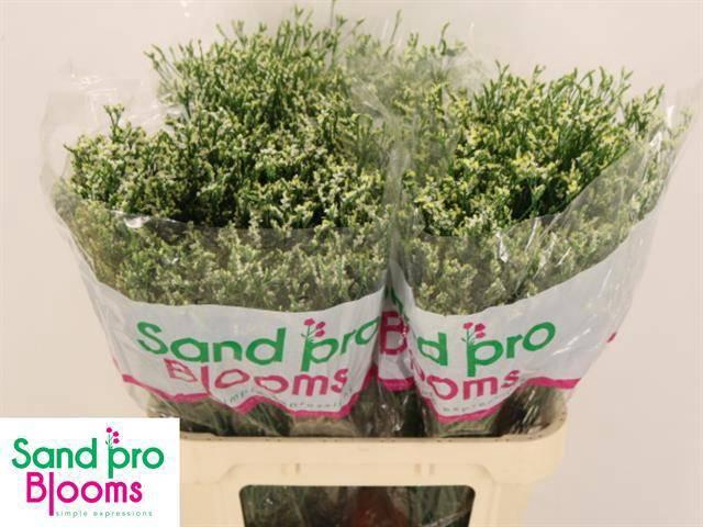 <h4>LIM SIN COOL DIAMOND</h4>