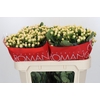 Hypericum Cool Romance