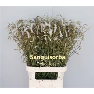 Sanguisorba Off White