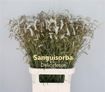 <h4>Sanguisorba Off White</h4>
