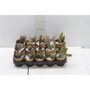 CACTUS MINI P06 FLORES ARTIFICIAL/DESIDRATADO