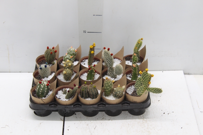 <h4>CACTUS MINI P06 FLORES ARTIFICIAL/DESIDRATADO</h4>