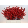Ilex Rood