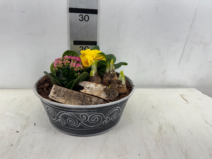 <h4>ARR PL IN SCHAAL</h4>