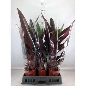 Stromanthe sanguin. 'Stripestar'