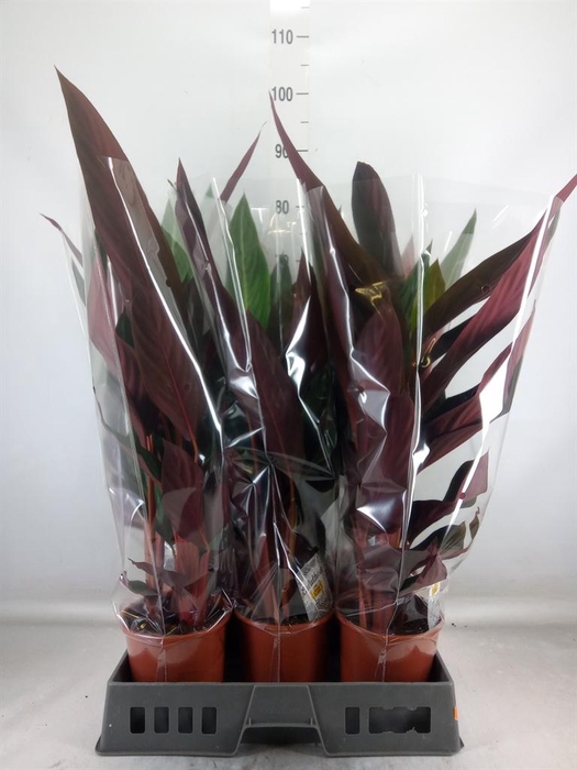 <h4>Stromanthe sanguin. 'Stripestar'</h4>