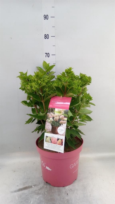 <h4>Hydrangea pan.</h4>