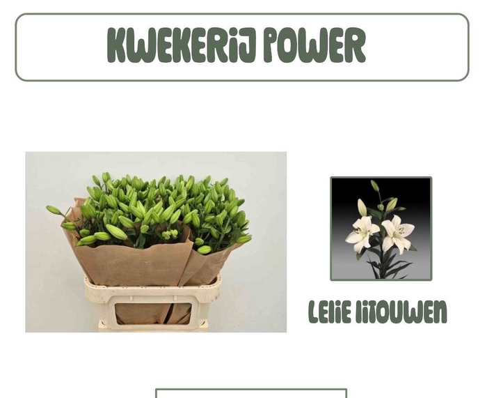 <h4>LI LA LITOUWEN</h4>