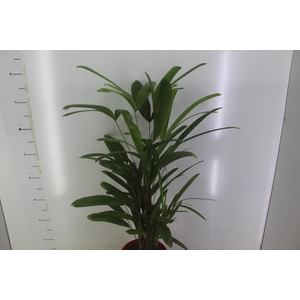 PALMEIRA RAPHIS P17