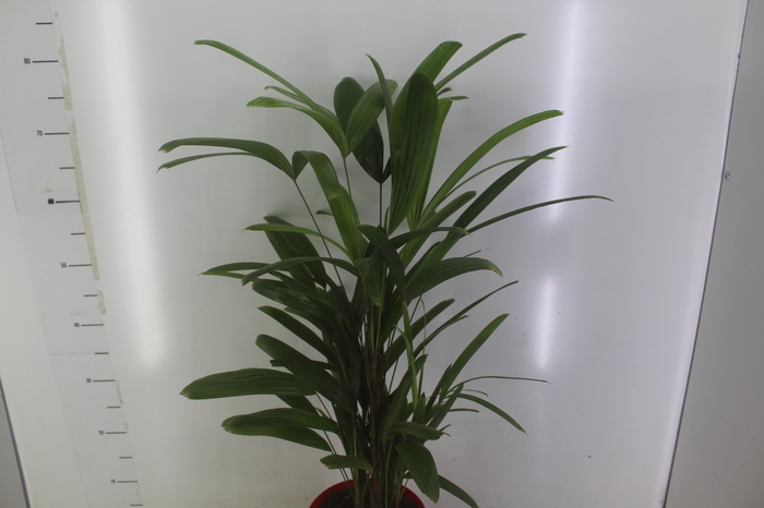 <h4>PALMEIRA RAPHIS P17</h4>