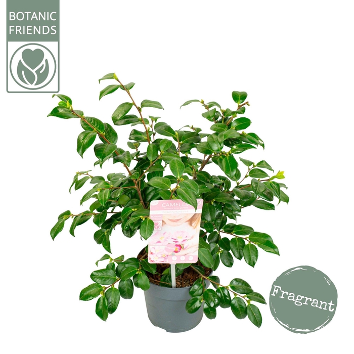 <h4>Camellia ja.'Winter Perfume Pink'® Premium</h4>