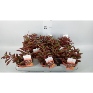 Peperomia graveolens