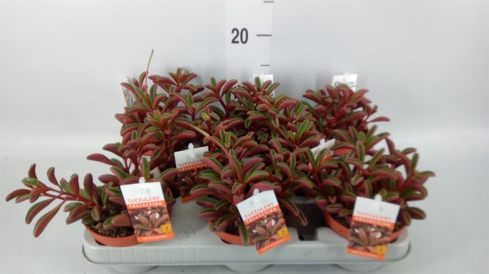 <h4>Peperomia graveolens</h4>