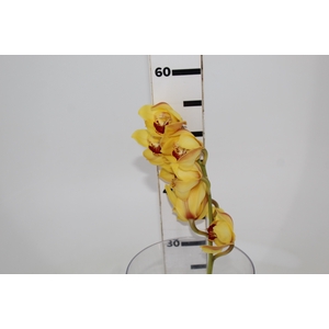 CYMBIDIUM HT 5/9 FLS AMARELO