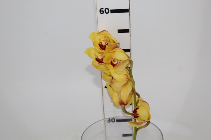 <h4>CYMBIDIUM HT 5/9 FLS AMARELO</h4>