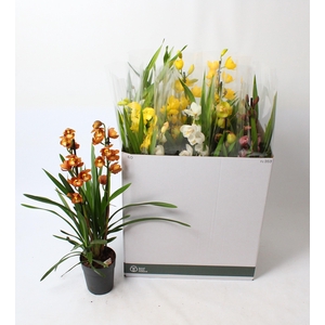 Cymbidium mix 2 tak open bloem
