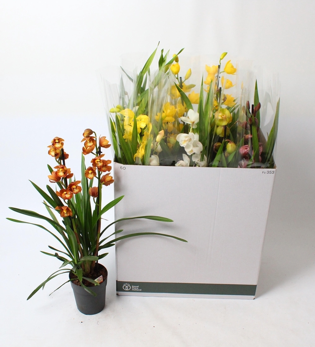 <h4>Cymbidium mix 2 tak open bloem</h4>