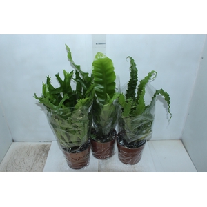 ASPLENIUM OSAKA CRESPO P17