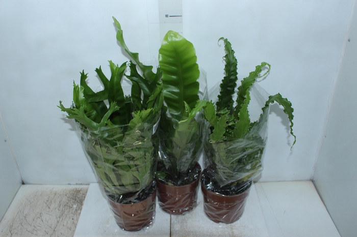 <h4>ASPLENIUM OSAKA CRESPO P17</h4>
