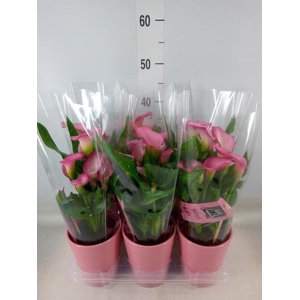 Zantedeschia  'Zazu'