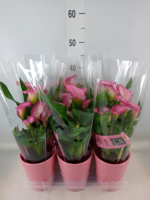 <h4>Zantedeschia 'Zazu'</h4>