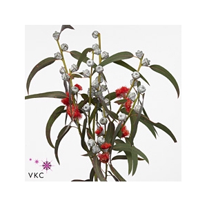 EUCA GLOBULUS 200 GR