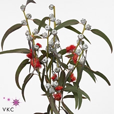 Euca Globulus Per Bunch