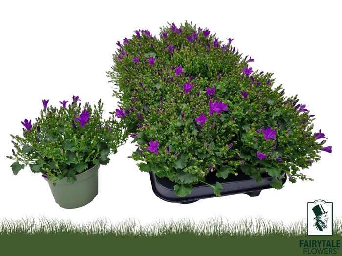 <h4>CAMP POR BLU GET MEE</h4>