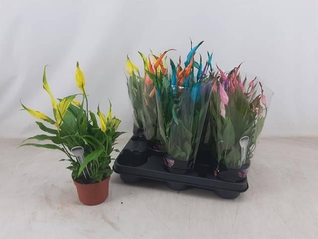 <h4>SPATH CHOPIN</h4>