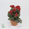 KALANCHOE ARTS-HYBRID