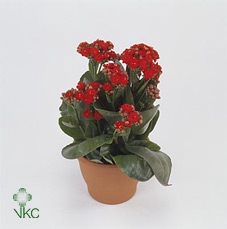 KALANCHOE ARTS-HYBRID