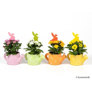 CHRYS.IND.HYBRID MINI