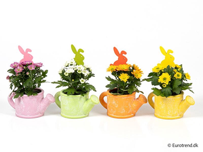 <h4>CHRYS.IND.HYBRID MINI</h4>