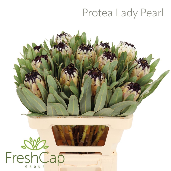 Protea Lady Pearl