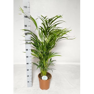 DYPSIS LUTESCENS