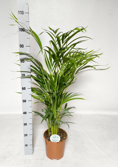 <h4>DYPSIS LUTESCENS</h4>