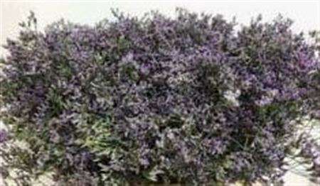 <h4># Limonium Shooting Star ** Clearout**</h4>