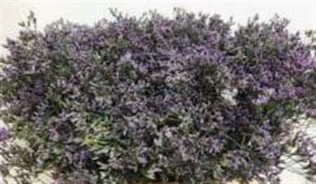 <h4>Limonium Shooting Star</h4>