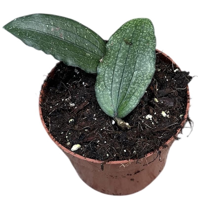 <h4>Hoya Erythrina</h4>