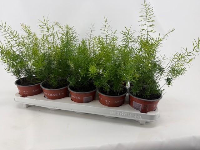 <h4>Asparagus Sprengeri</h4>