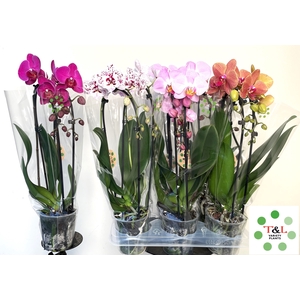 PHAL EL CASCADE