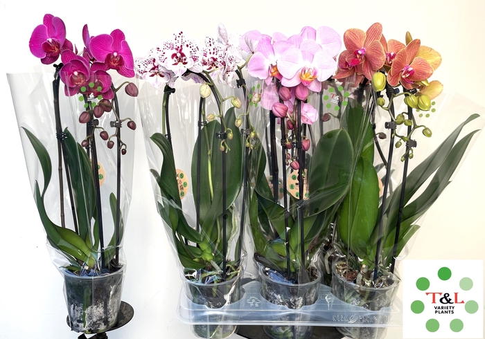 <h4>PHAL EL CASCADE</h4>
